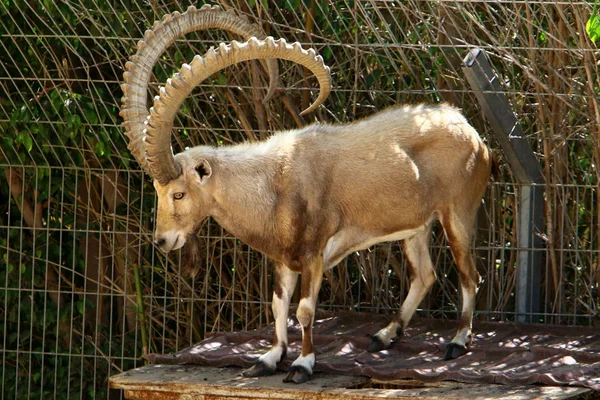 The goat lives in the zoo — Stock Photo, Image