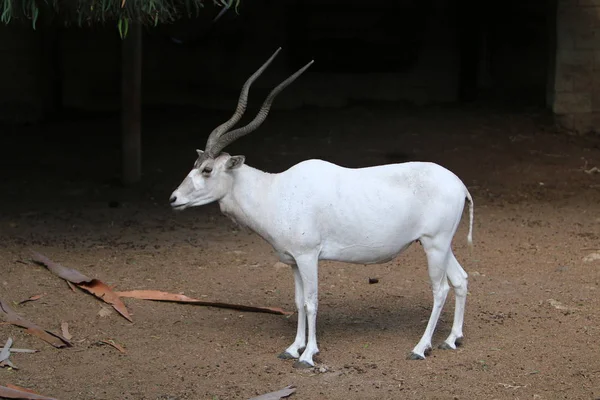 Ziege lebt im Zoo — Stockfoto