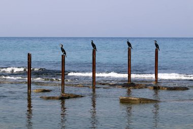 Akdeniz kıyısında 