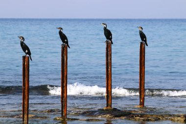Akdeniz kıyısında 
