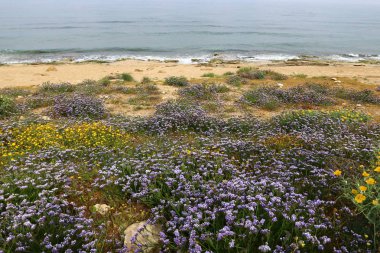 Akdeniz kıyısında 
