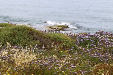 Akdeniz kıyısında 