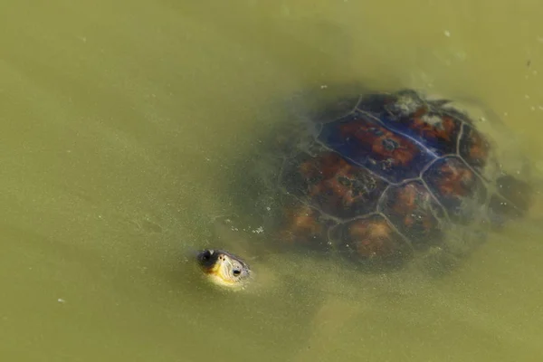 Schildpad woont in de dierentuin — Stockfoto
