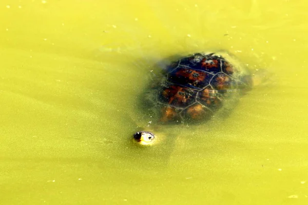 Tortuga vive en el zoológico — Foto de Stock