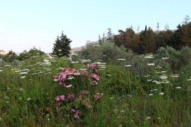 Yaz aylarında Kuzey İsrail 