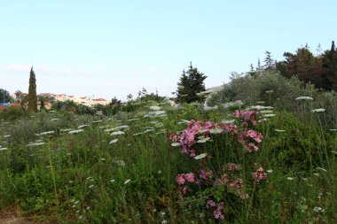 Yaz aylarında Kuzey İsrail 