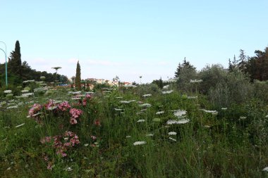 Yaz aylarında Kuzey İsrail 