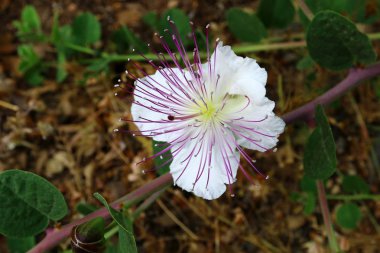 Yaz aylarında Kuzey İsrail 