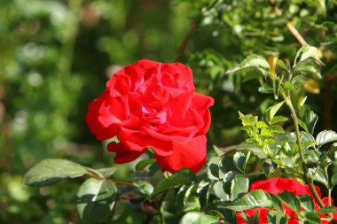 Yaz aylarında Kuzey İsrail 