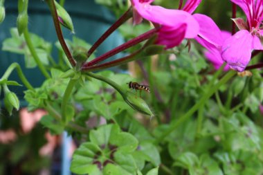 Yaz aylarında Kuzey İsrail 