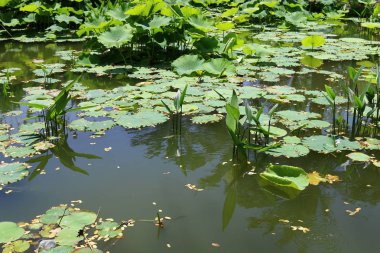 Yaz aylarında Kuzey İsrail 