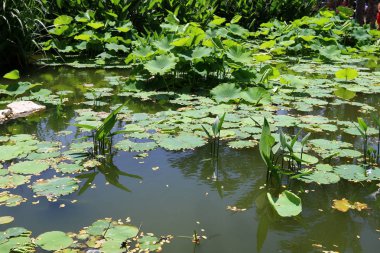 Yaz aylarında Kuzey İsrail 