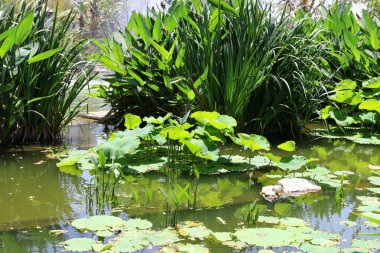 Yaz aylarında Kuzey İsrail 