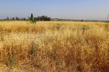 Yaz aylarında Kuzey İsrail 