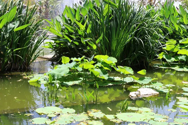 Yaz aylarında Kuzey İsrail 