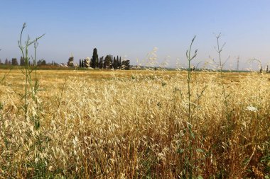 Yaz aylarında Kuzey İsrail 
