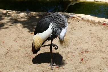 Hayvanat bahçesinde kuş yaşıyor 