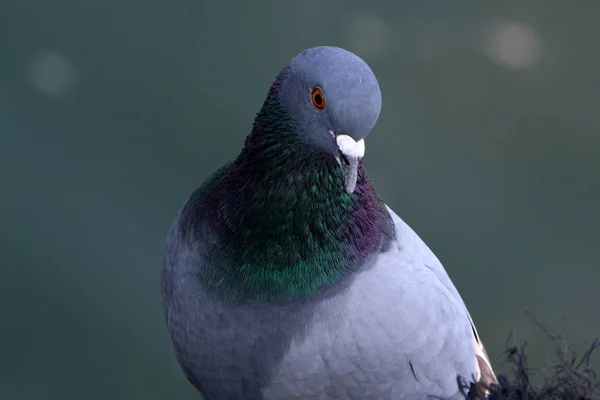 動物園で、鳥が住んでいます。 — ストック写真