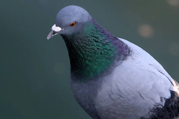 The bird lives in the zoo — Stock Photo, Image