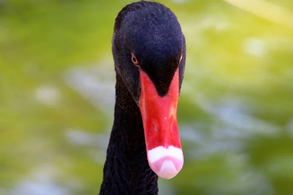 Pták žije v zoo — Stock fotografie