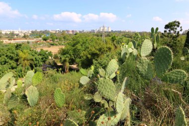 Büyük ve dikenli kaktüs 