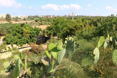 Büyük ve dikenli kaktüs 