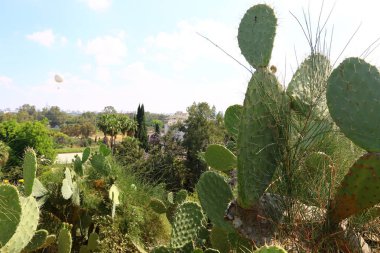 Büyük ve dikenli kaktüs 