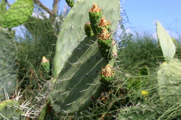 Cactus grandes y espinosos — Foto de Stock