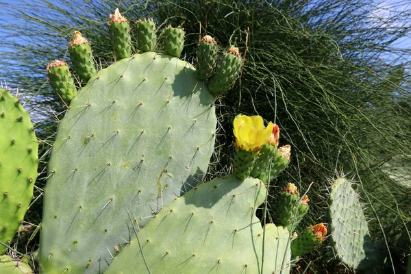 Grote en stekelig cactus — Stockfoto