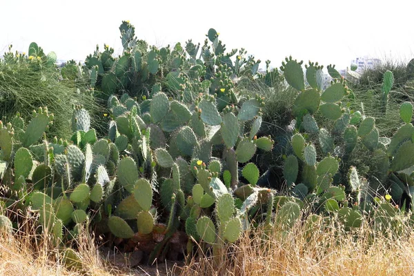 Large and prickly cactus — Stock Photo, Image