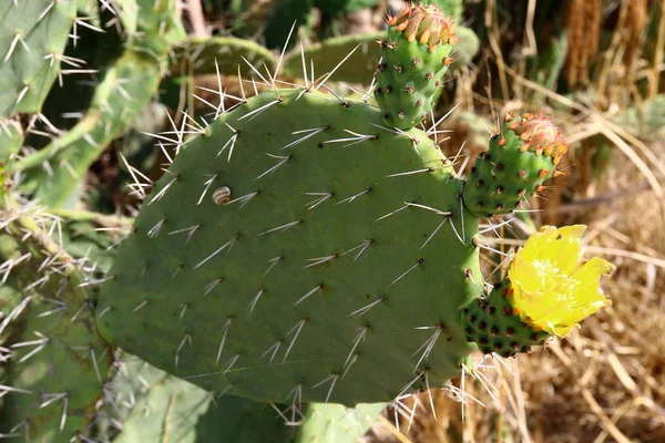 Cactus grandes y espinosos —  Fotos de Stock