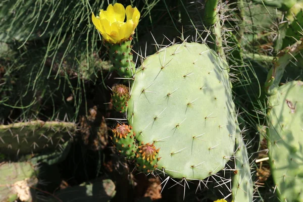 Cactus grandes y espinosos — Foto de Stock