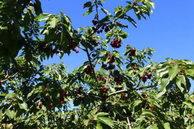 Büyük bir vişne Bahçesi 