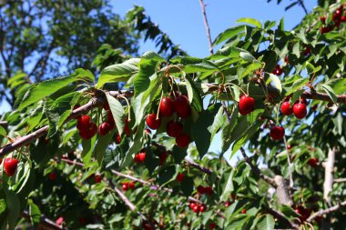 Büyük bir vişne Bahçesi 