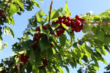 Büyük bir vişne Bahçesi 