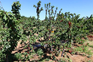 Büyük bir vişne Bahçesi 