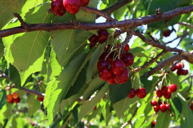 Büyük bir vişne Bahçesi 
