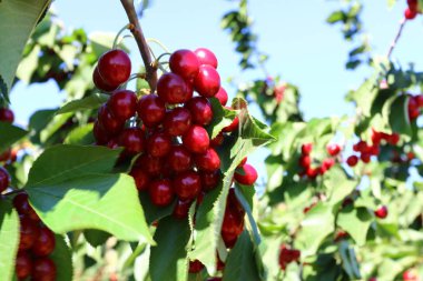 Büyük bir vişne Bahçesi 