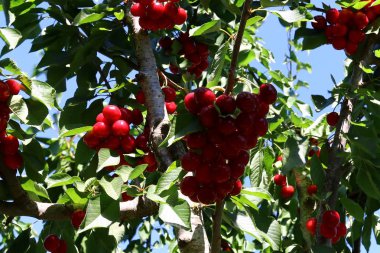 Büyük bir vişne Bahçesi 