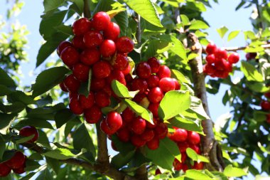 Büyük bir vişne Bahçesi 