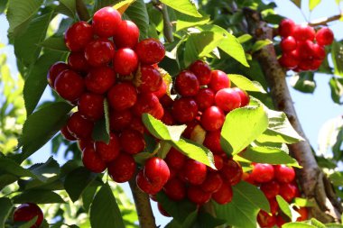 Büyük bir vişne Bahçesi 