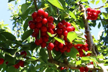 Büyük bir vişne Bahçesi 