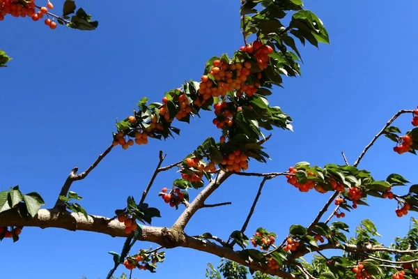 Um grande pomar de cereja — Fotografia de Stock