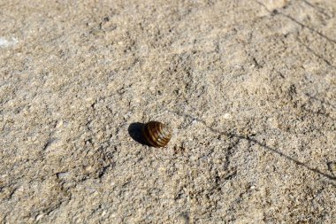 Görünümü ve doku 