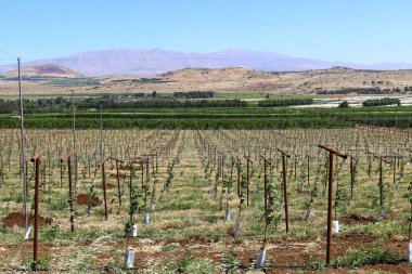 Hermon üzerinde kar yalanlar üzerine 