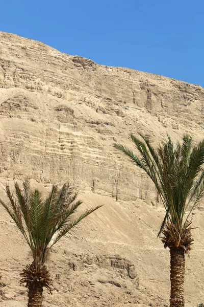 Shore of the Dead Sea — Stock Photo, Image