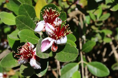 Doğa makro resimleri 