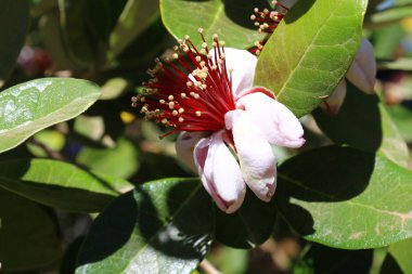 Doğa makro resimleri 