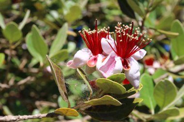 Doğa makro resimleri 