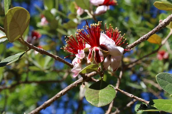 Doğa makro resimleri 